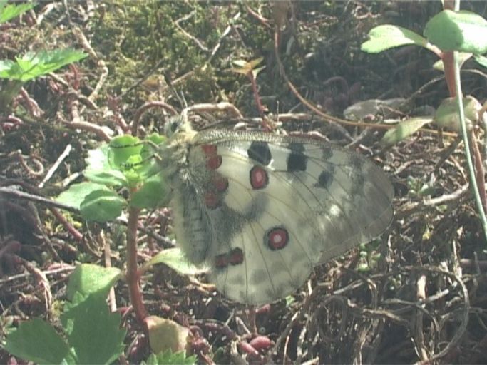 Roter Apollo ( Parnassius apollo ), hinter Glas in einer Aufzuchtvoliere : Schmetterlingsparadies Langschlägerwald im Waldviertel, Niederösterreich, 08.07.2007